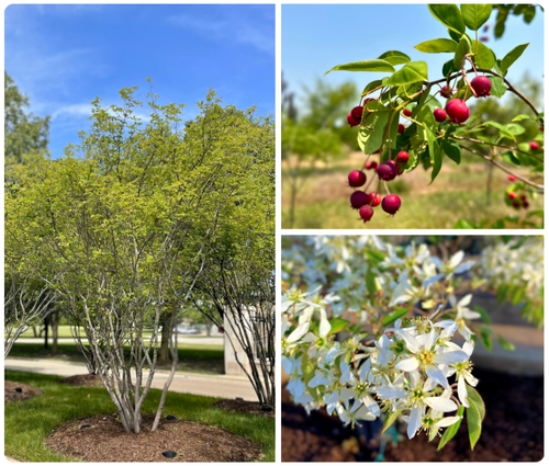 Autumn Brilliance Serviceberry